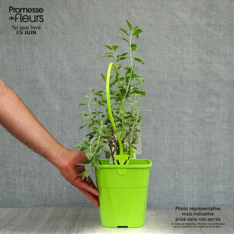 Amostra de Perovskia atriplicifolia Silvery Blue Vaso de 3 L/4 L tal como entregue no verão