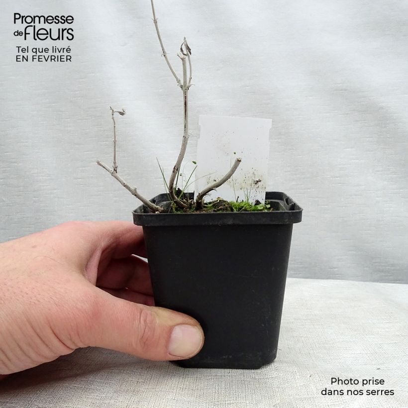 Amostra de Perovskia Silvery Blue - Sauge d'Afghanistan Vaso de 8/9 cm tal como entregue no inverno