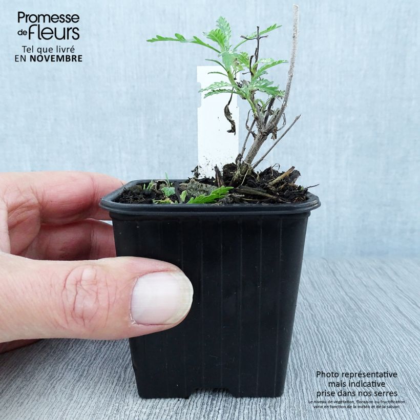 Amostra de Perovskia atriplicifolia Blue Spire Vaso de 8/9 cm tal como entregue no outono