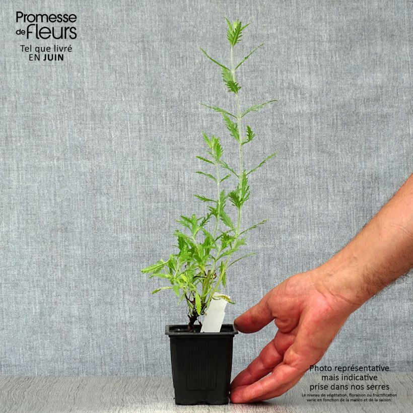 Amostra de Perovskia atriplicifolia Blue Spire Vaso de 8/9 cm tal como entregue no verão