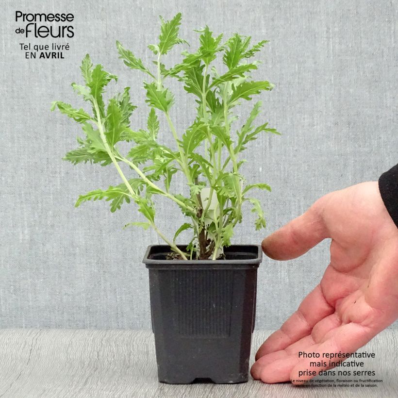 Amostra de Perovskia atriplicifolia Blue Spire Vaso de 8/9 cm tal como entregue na primavera