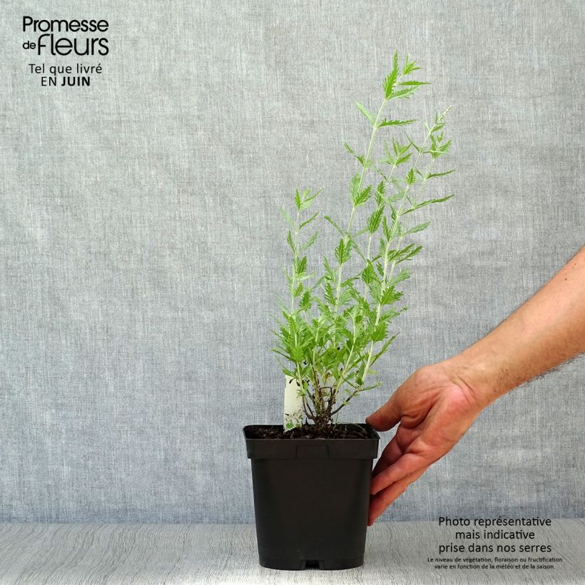 Amostra de Perovskia atriplicifolia Blue Spire Vaso de 2 L/3 L tal como entregue no verão