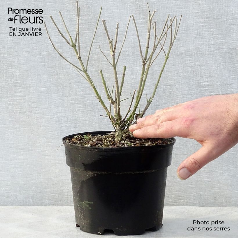 Amostra de Perovskia atriplicifolia Blue Spire Vaso de 2 L/3 L tal como entregue no inverno