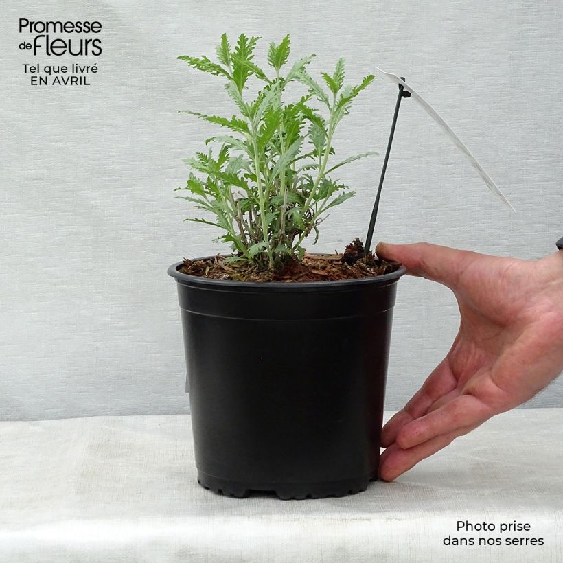 Amostra de Perovskia atriplicifolia Blue Spire Vaso de 2 L/3 L tal como entregue na primavera