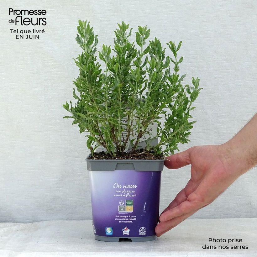 Amostra de Perovskia atriplicifolia Blue Steel Vaso de 2 L/3 L tal como entregue no verão