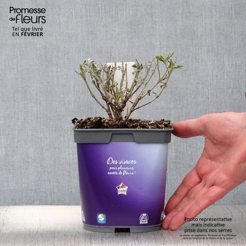 Amostra de Perovskia atriplicifolia Blue Steel Vaso de 2 L/3 L tal como entregue no inverno