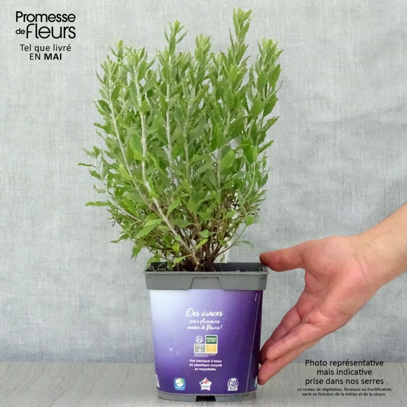 Amostra de Perovskia atriplicifolia Blue Steel Vaso de 2 L/3 L tal como entregue na primavera
