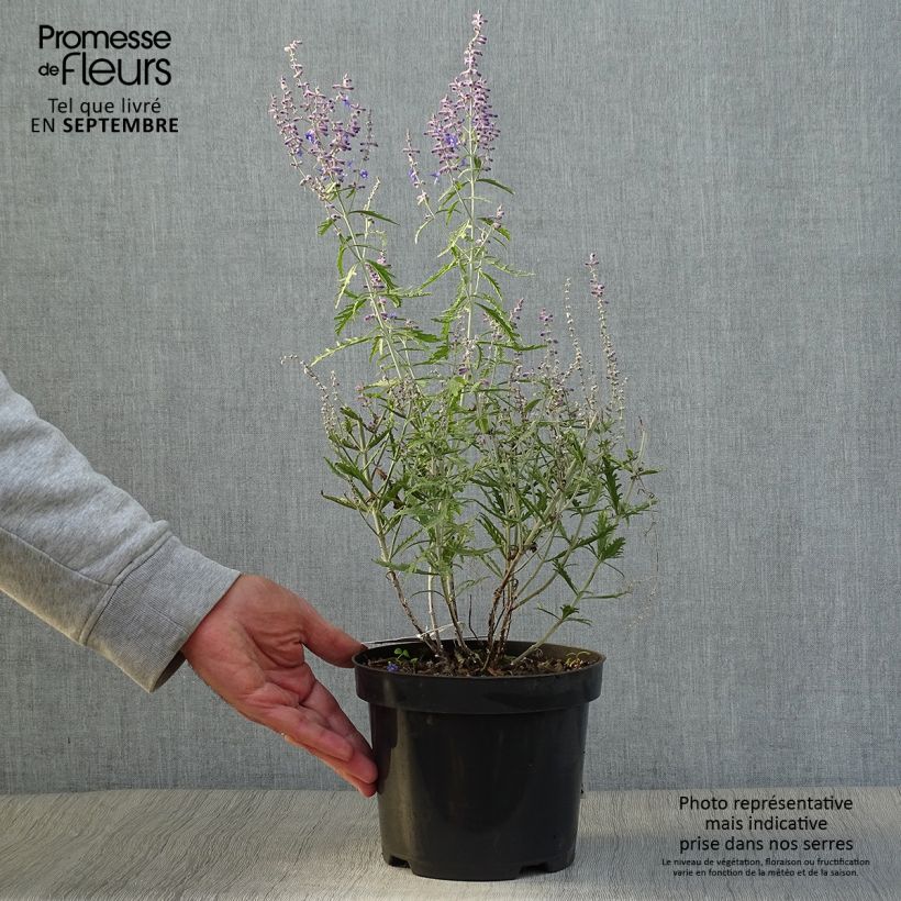 Amostra de Perovskia atriplicifolia Lacey Blue Vaso de 2 L/3 L tal como entregue no outono