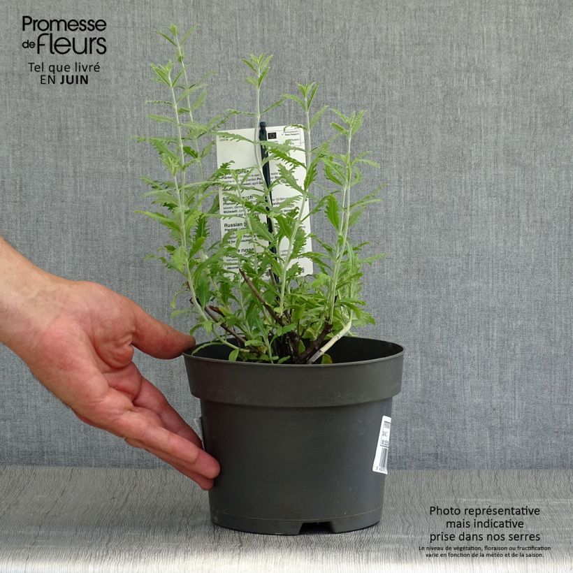 Amostra de Perovskia atriplicifolia Lacey Blue Vaso de 2 L/3 L tal como entregue no verão