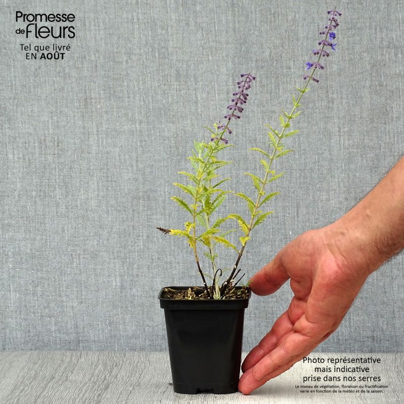 Amostra de Perovskia atriplicifolia Little Spire Vaso de 8/9 cm tal como entregue no verão