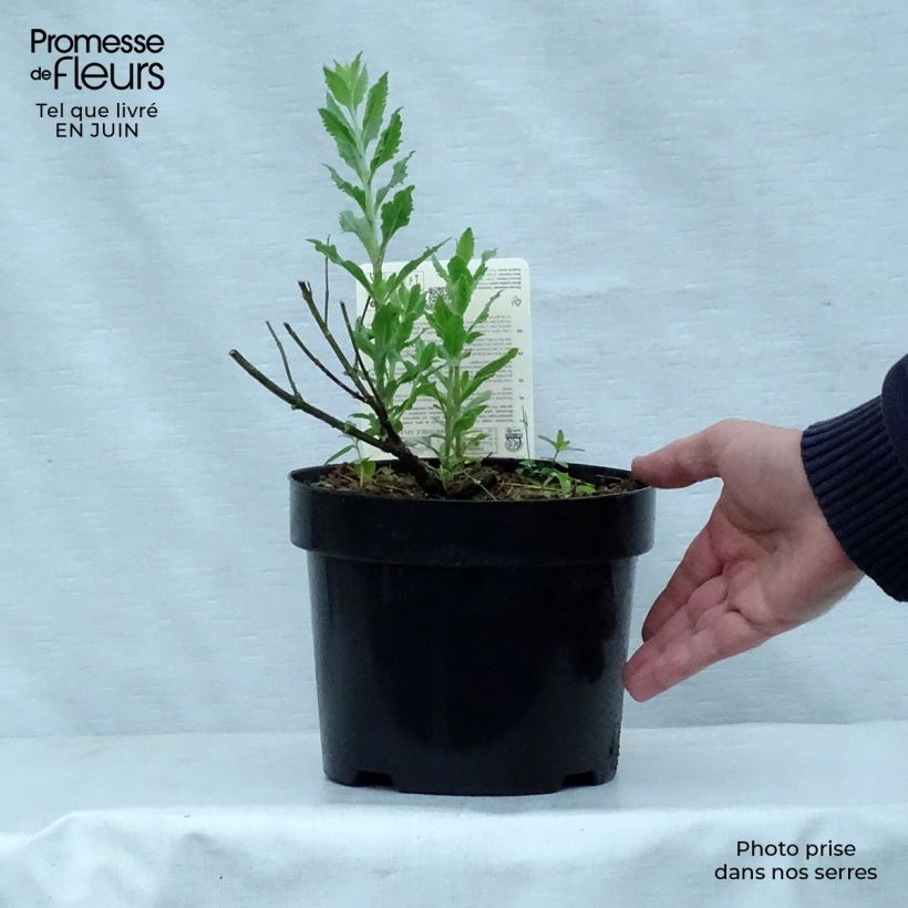 Amostra de Perovskia atriplicifolia Little Spire Vaso de 2 L/3 L tal como entregue no verão
