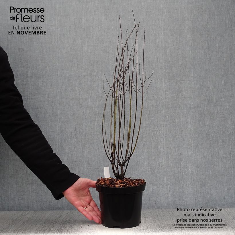 Amostra de Perovskia atriplicifolia Little Spire Vaso de 2 L/3 L tal como entregue no outono