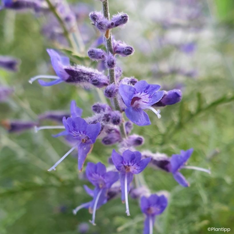 Perovskia atriplicifolia Feathery Blue - Sálvia-russa (Floração)