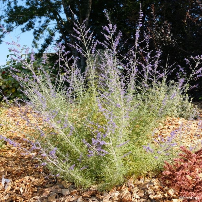 Perovskia atriplicifolia Feathery Blue - Sálvia-russa (Hábito)
