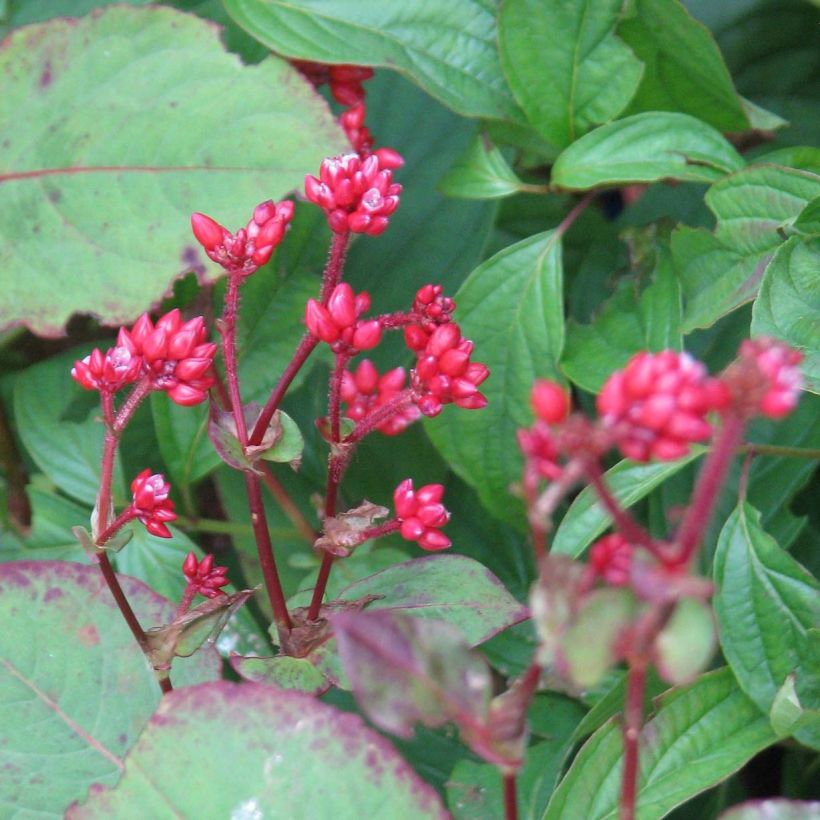 Persicaria Indian Summer (Floração)