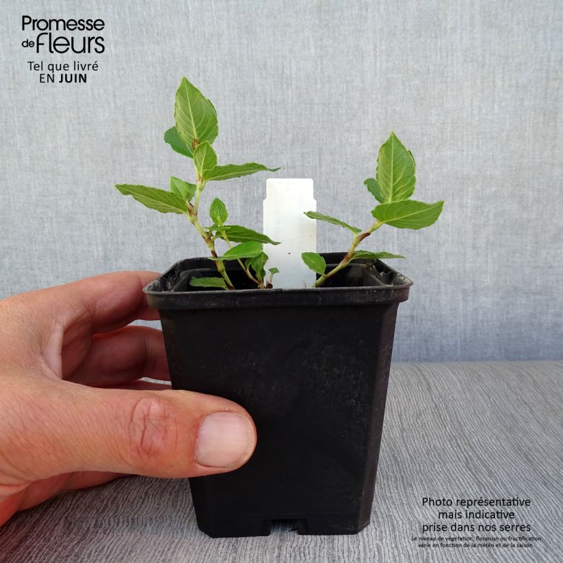 Amostra de Aconogonon tortuosum var. glabrifolium Vaso de 8/9 cm tal como entregue no verão