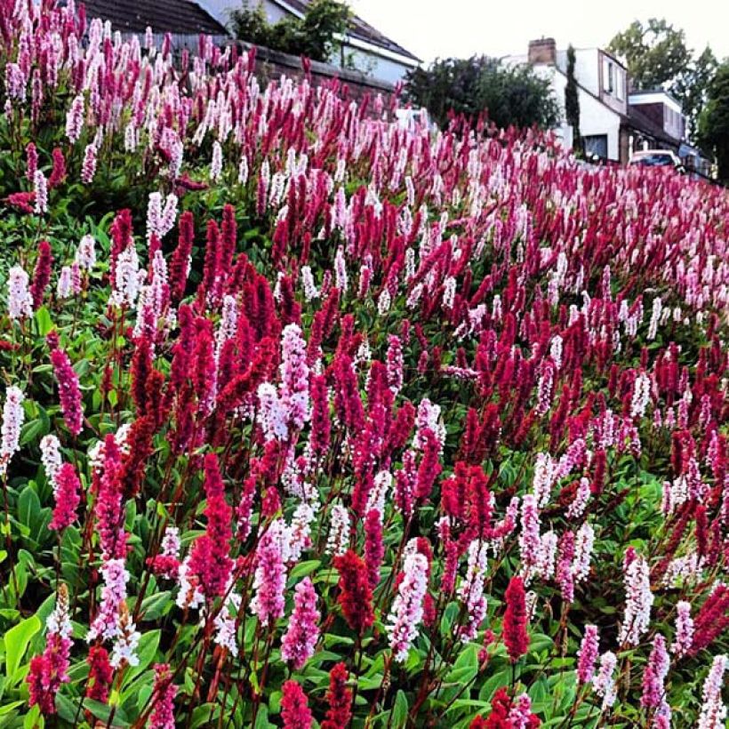 Persicaria affinis Darjeeling Red (Floração)