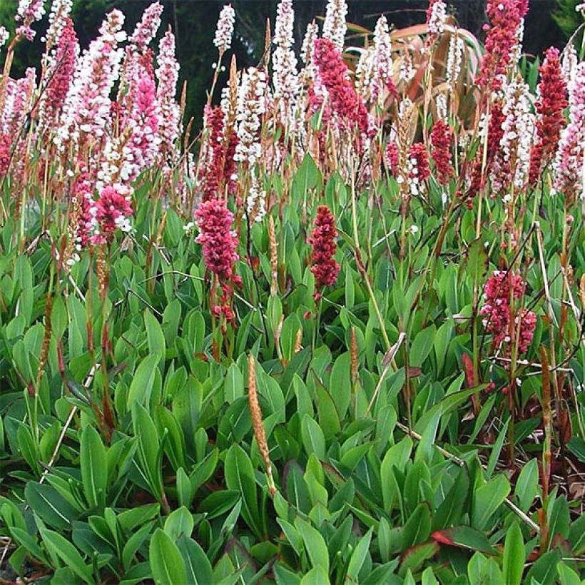 Persicaria affinis Darjeeling Red (Hábito)