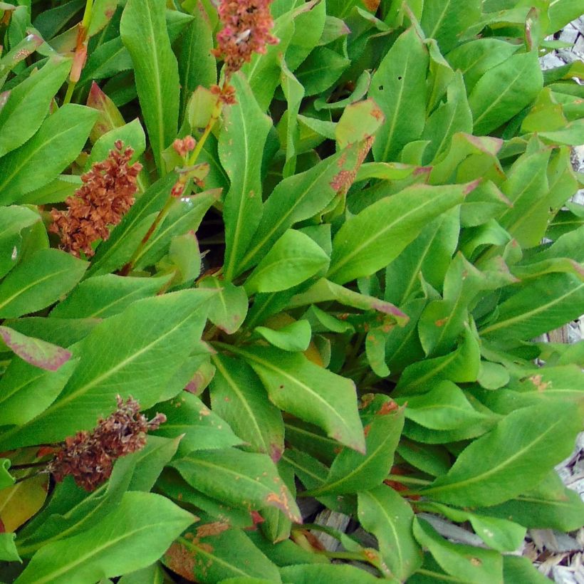 Persicaria affinis Kabouter (Folhagem)