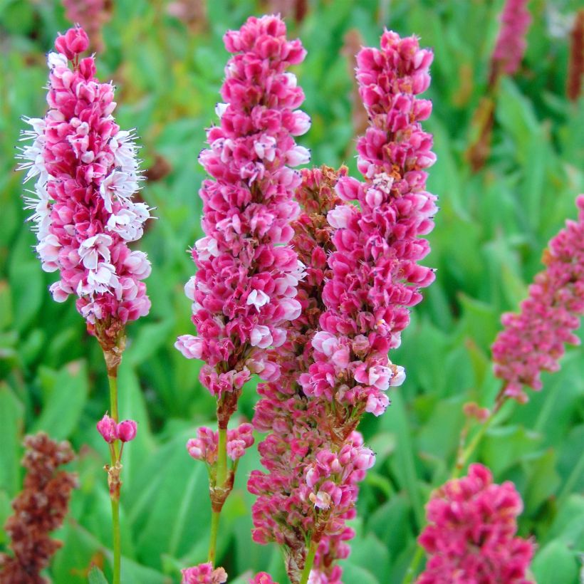 Persicaria affinis Kabouter (Floração)