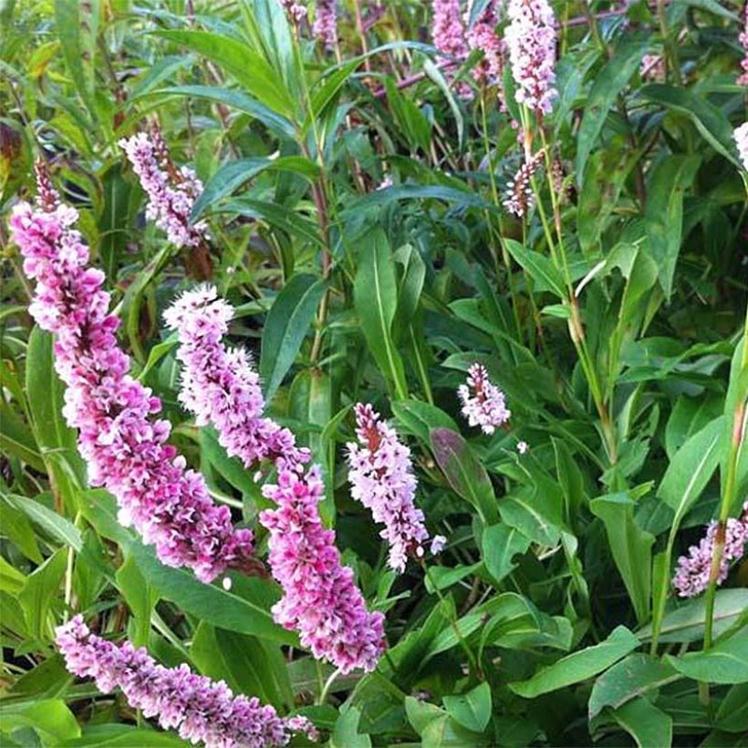 Persicaria affinis Superba (Floração)