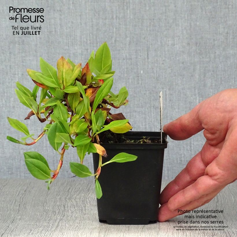 Amostra de Persicaria affinis Superba Vaso de 8/9 cm tal como entregue no verão