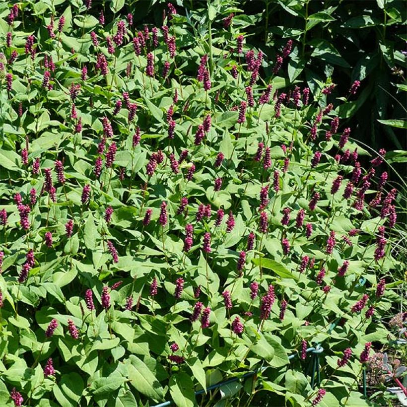 Persicaria amplexicaulis Inverleith (Floração)