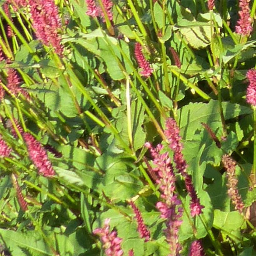 Persicaria amplexicaulis JS Delgado Macho (Folhagem)