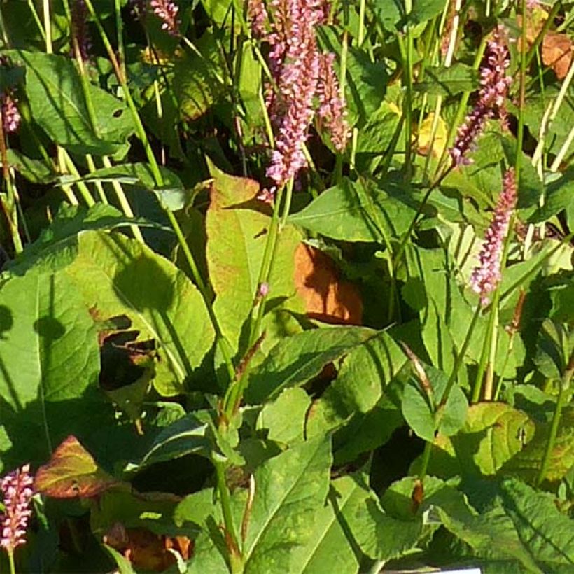 Persicaria amplexicaulis Jo and Guido's Form (Folhagem)