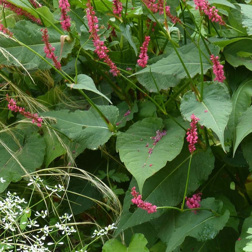 Persicaria amplexicaulis Speciosa (Folhagem)