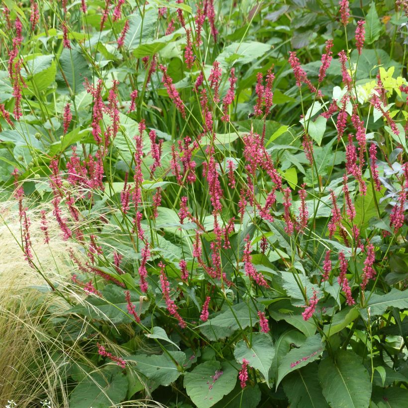 Persicaria amplexicaulis Speciosa (Hábito)
