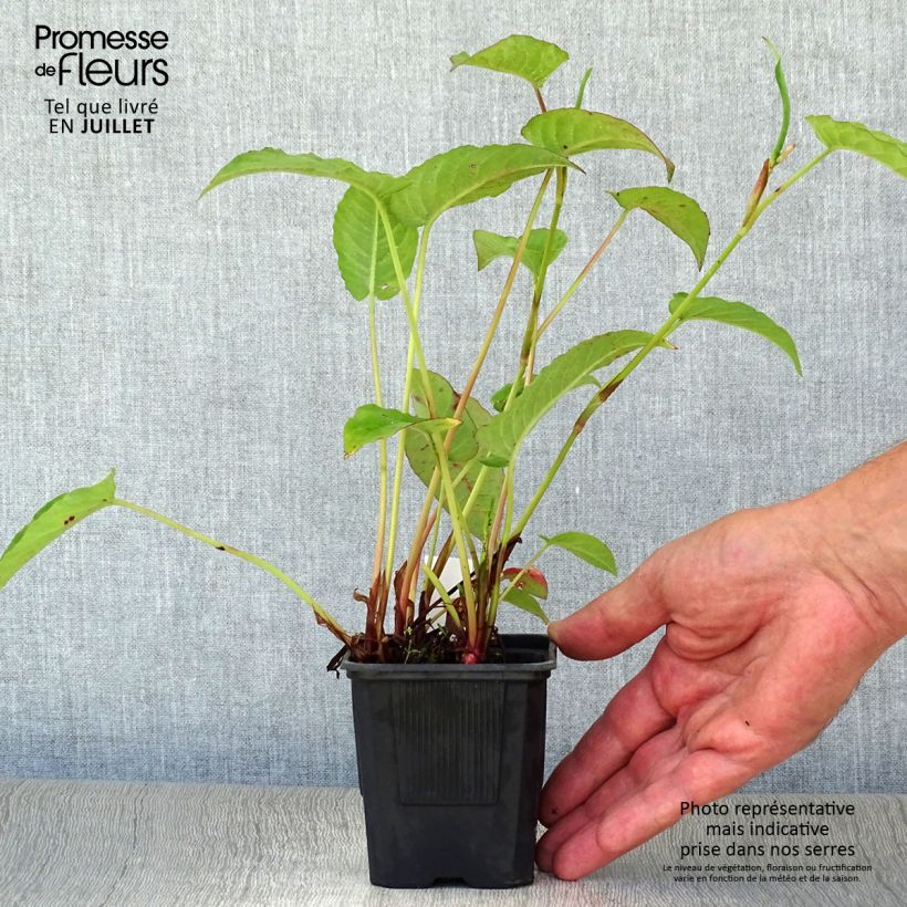 Amostra de Persicaria amplexicaulis Speciosa Vaso de 8/9 cm tal como entregue no verão