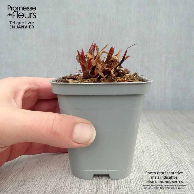 Amostra de Persicaria amplexicaulis Speciosa - Persicaire - Renouée Speciosa Vaso de 8/9 cm tal como entregue no inverno