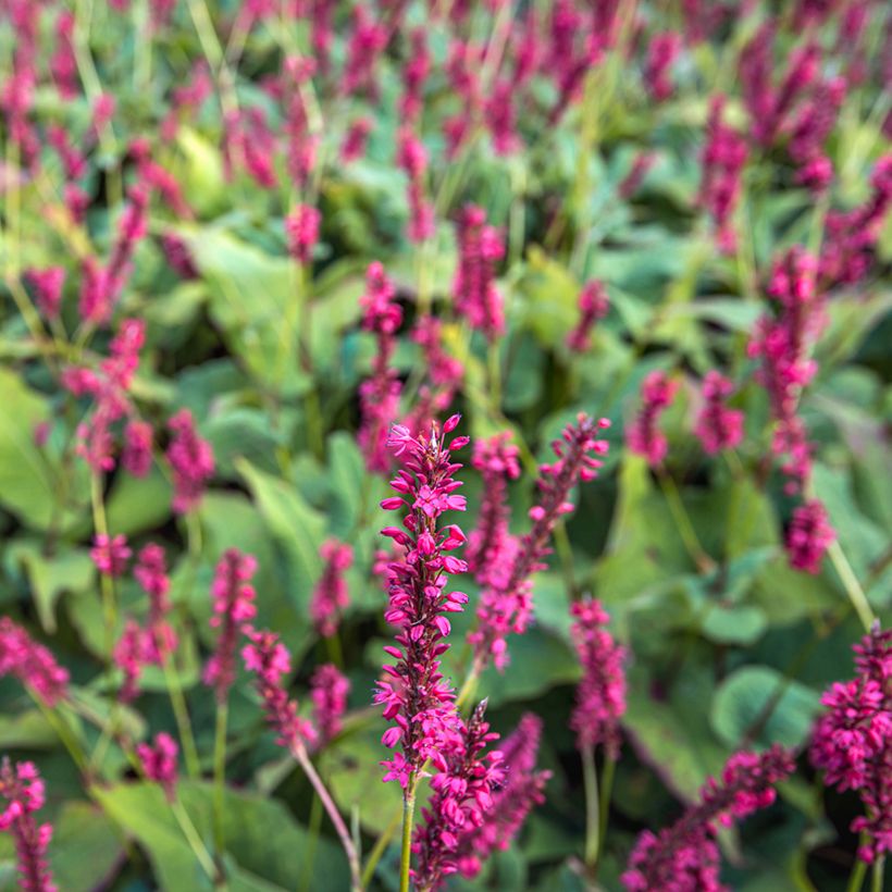Persicaria amplexicaulis Speciosa (Floração)