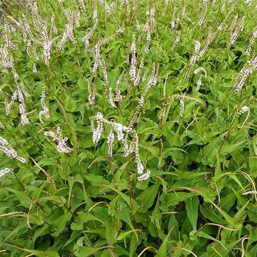 Persicaria amplexicaulis White Eastfield (Floração)