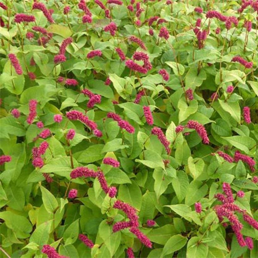 Persicaria amplexicaulis var. pendula (Floração)