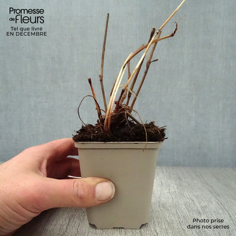 Amostra de Persicaria amplexicaulis var. pendula Vaso de 8/9 cm tal como entregue no inverno