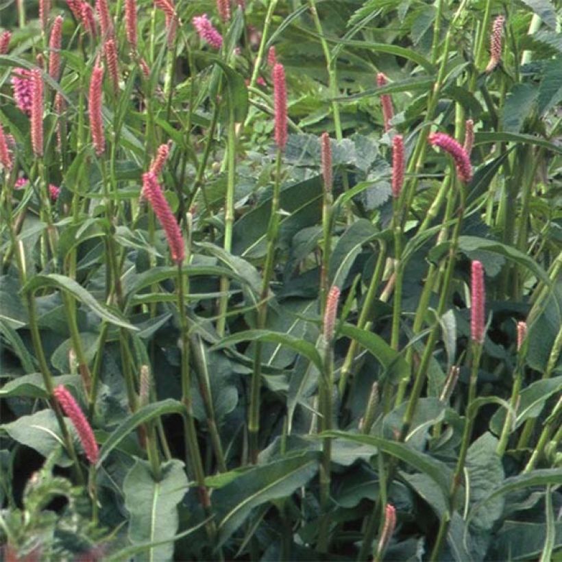 Persicaria bistorta Hohe Tatra (Folhagem)