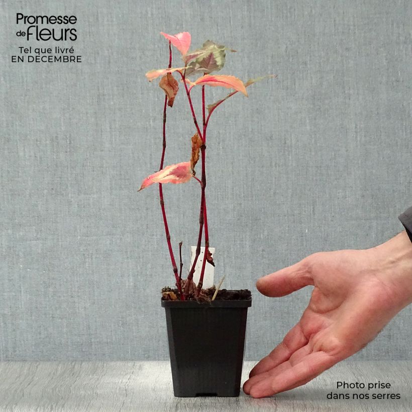 Amostra de Renouée - Persicaria micro. Red Dragon Vaso de 8/9 cm tal como entregue no inverno