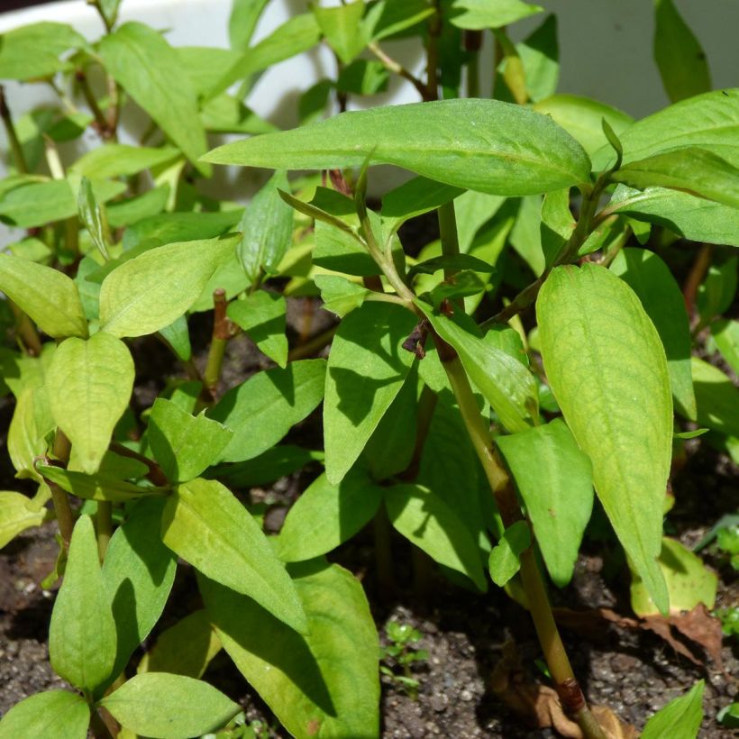 Coentro-vietnamita - Persicaria odorata plantas jovens (Folhagem)