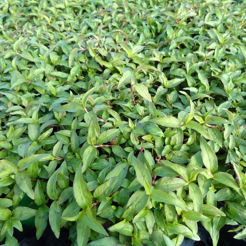 Coentro-vietnamita - Persicaria odorata plantas jovens (Hábito)