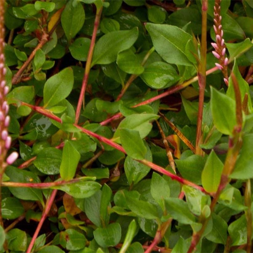 Persicaria vacciniifolia (Folhagem)