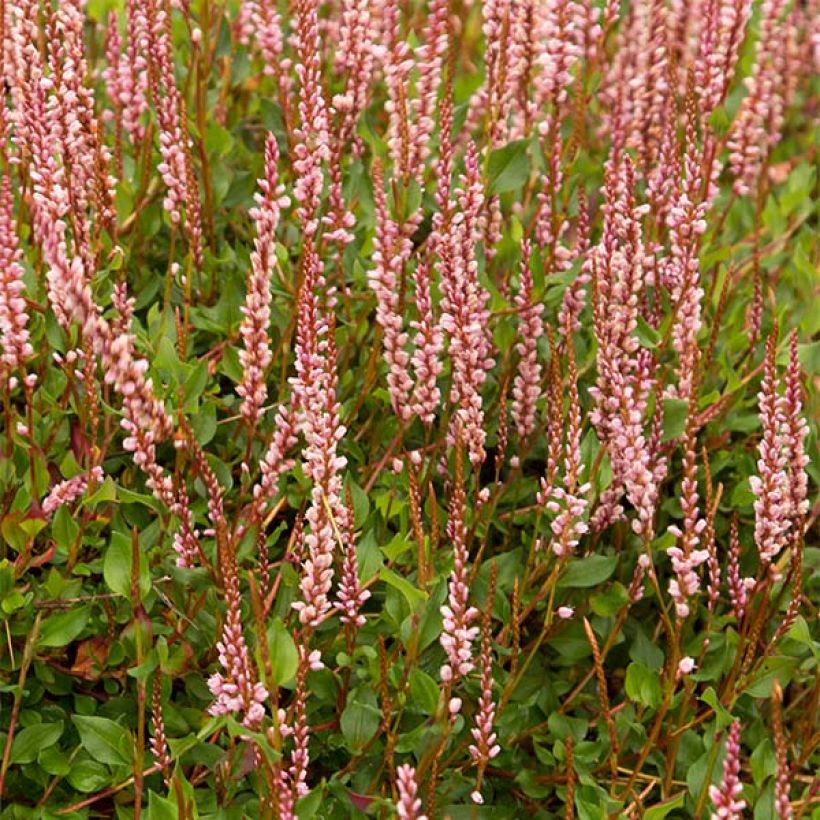 Persicaria vacciniifolia (Floração)
