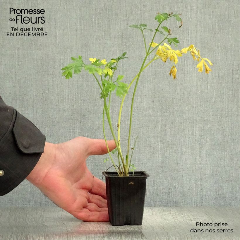 Amostra de Persil Géant d'Italie BIO Vaso de 8/9 cm tal como entregue no inverno