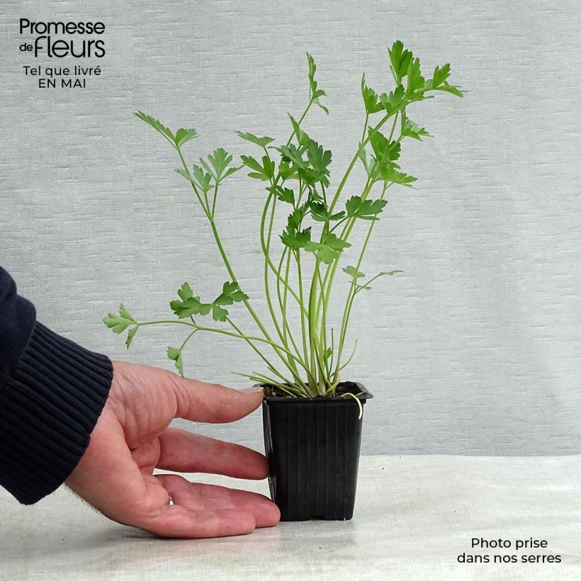 Amostra de Salsa gigante italiana Bio Vaso de 8/9 cm tal como entregue na primavera