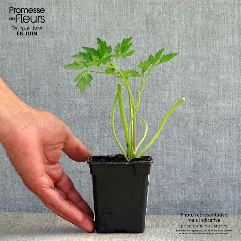 Amostra de Salsa gigante italiana Bio Vaso de 8/9 cm tal como entregue no verão