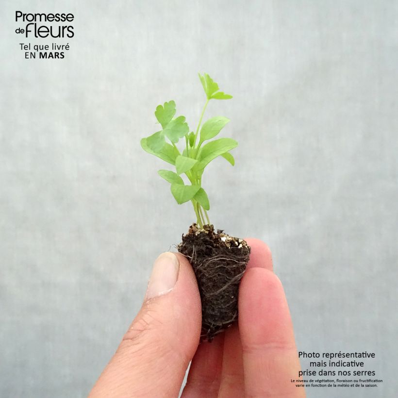 Amostra de Persil Géant d'Italie en plants Mini-motte Ø 3/4 cm tal como entregue na primavera