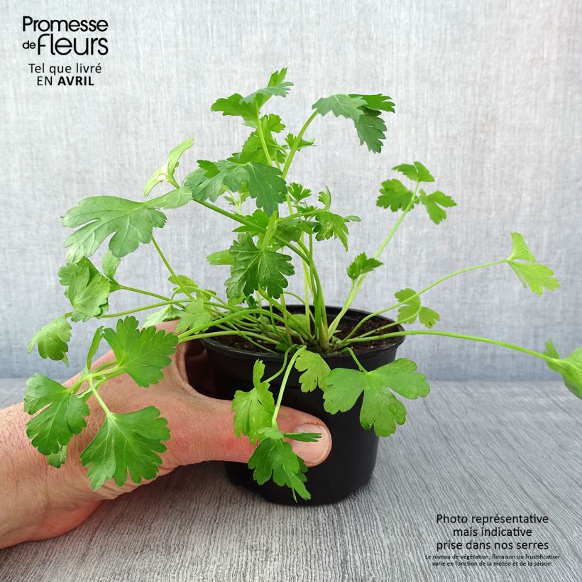 Amostra de Salsa gigante italiana plantas jovens Vaso de 8/9 cm tal como entregue na primavera