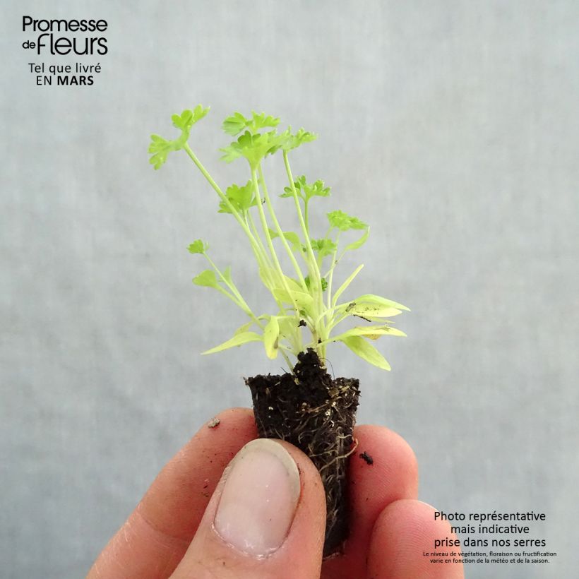 Amostra de Persil frisé Grüne Perle Bio en mini-mottes Mini-motte Ø 1,5/2,5 cm tal como entregue na primavera