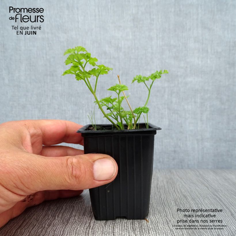 Amostra de Persil frisé vert foncé BIO Godet de 8 cm tal como entregue no verão